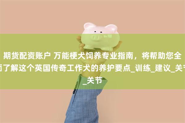 期货配资账户 万能梗犬饲养专业指南，将帮助您全面了解这个英国传奇工作犬的养护要点_训练_建议_关节